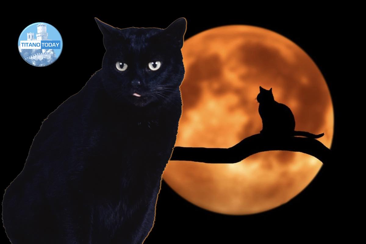 17 Agosto: Giornata del Gatto Nero  La storia tra superstizione e realtà 